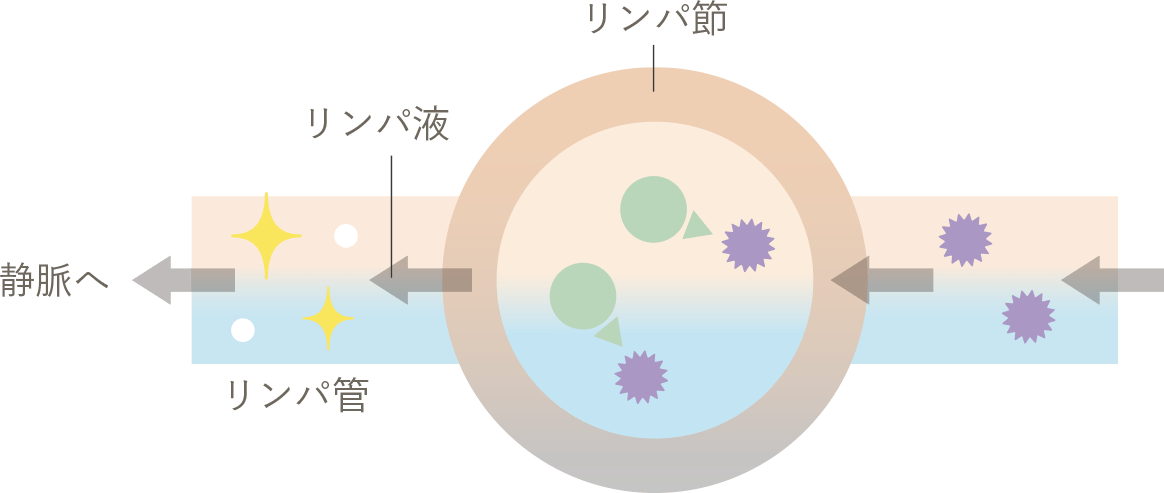 リンパの構造と役割