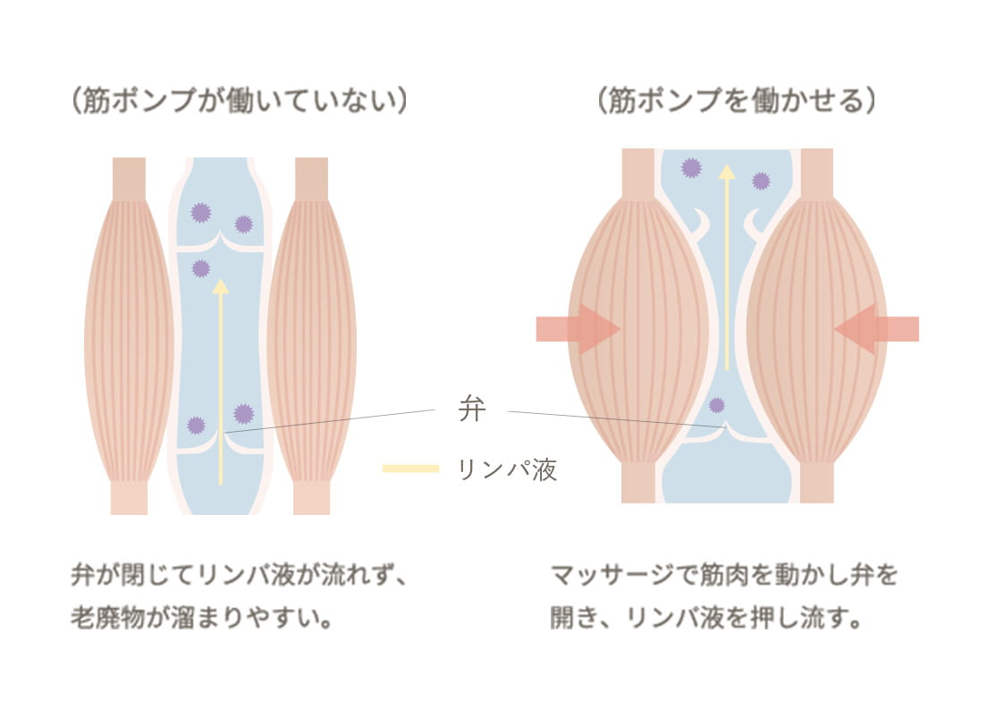 リンパが巡るメカニズム固まった筋肉に働きかけ巡りを最大化