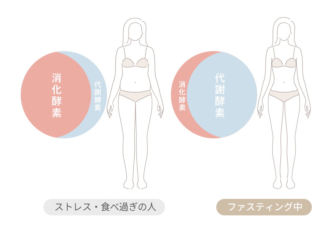 ファスティングのメカニズム代謝酵素を活性化させてスムーズな排泄を行う