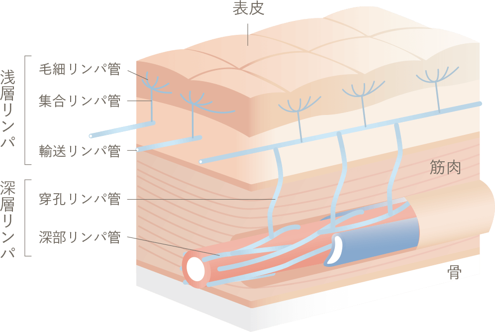 素早い排出力で体内を整える 深層リンパ